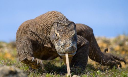 Indonezja - warany z Komodo, rejs na Komodo (5).jpg